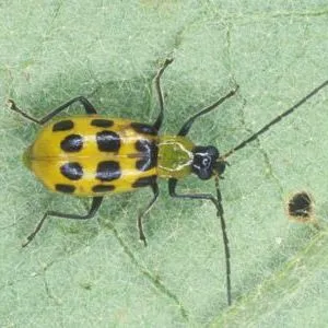 thumbnail for publication: Spotted Cucumber Beetle Diabrotica undecimpunctata howardi Barber (Insecta: Coleoptera: Chrysomelidae)